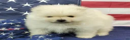Pomeranian dogs for sale: Juliette - Ad 2