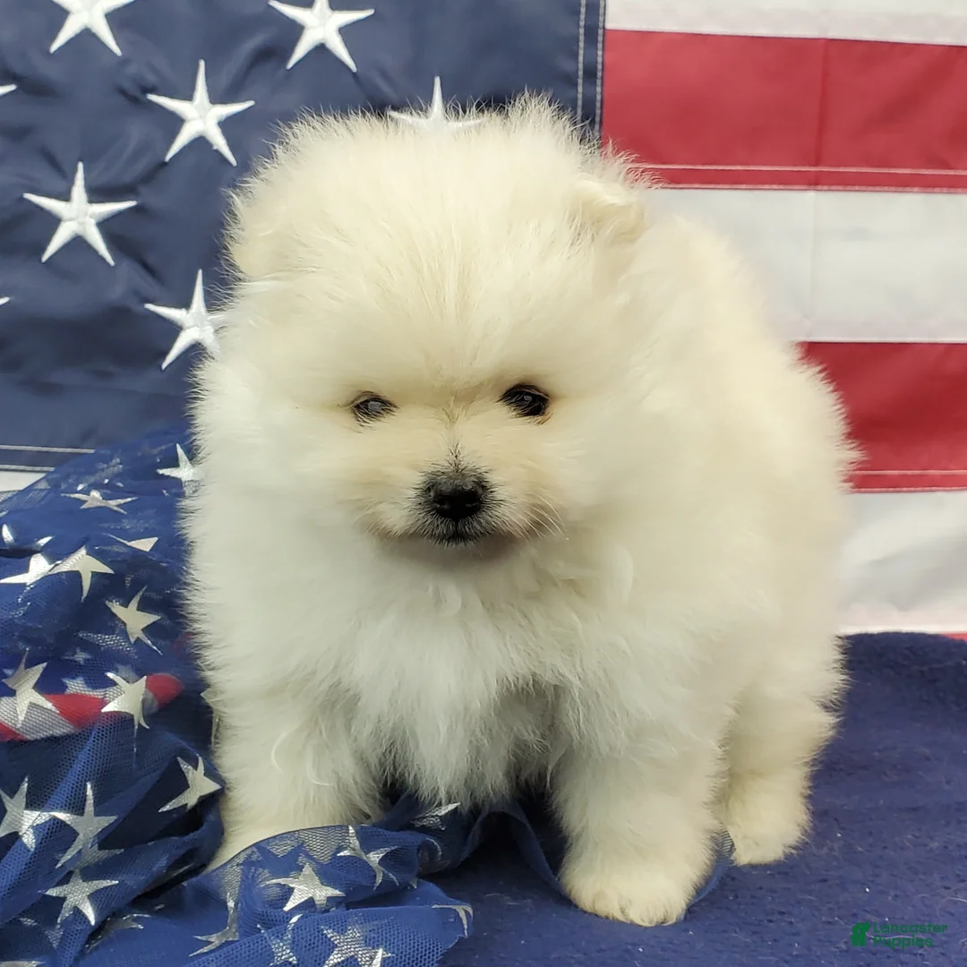 Pomeranian dogs for sale: Juliette - Ad 2
