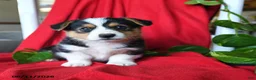Welsh Corgi Pembroke dogs for sale: Chance - Ad 5