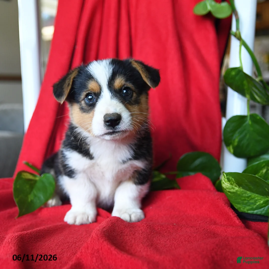 Welsh Corgi Pembroke dogs for sale: Chance - Ad 5