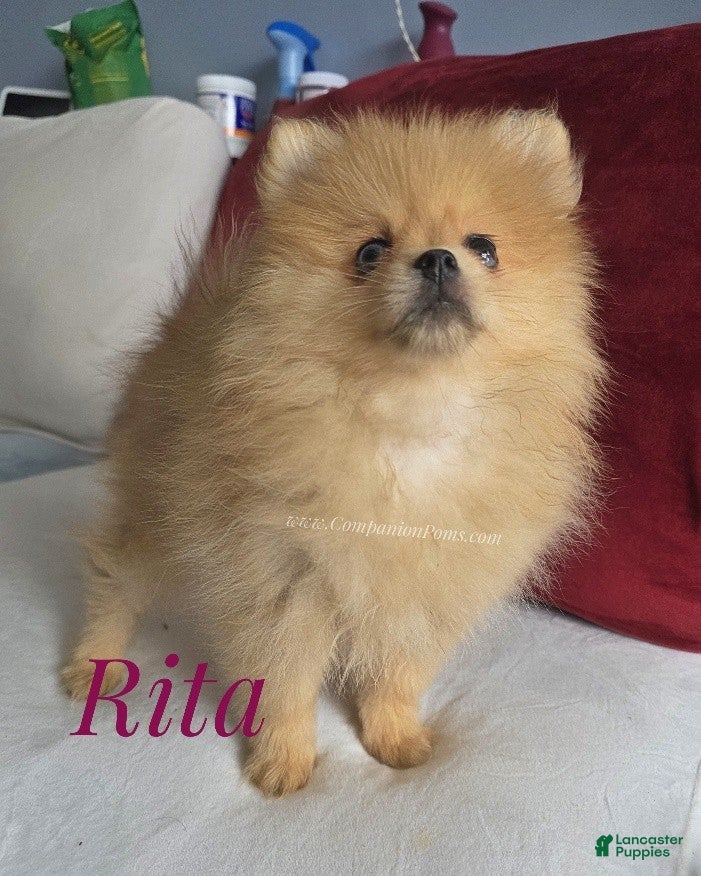 Pomeranian dogs Rare Blue Eyes Orange Female - Very Small Structure! - Ad 2