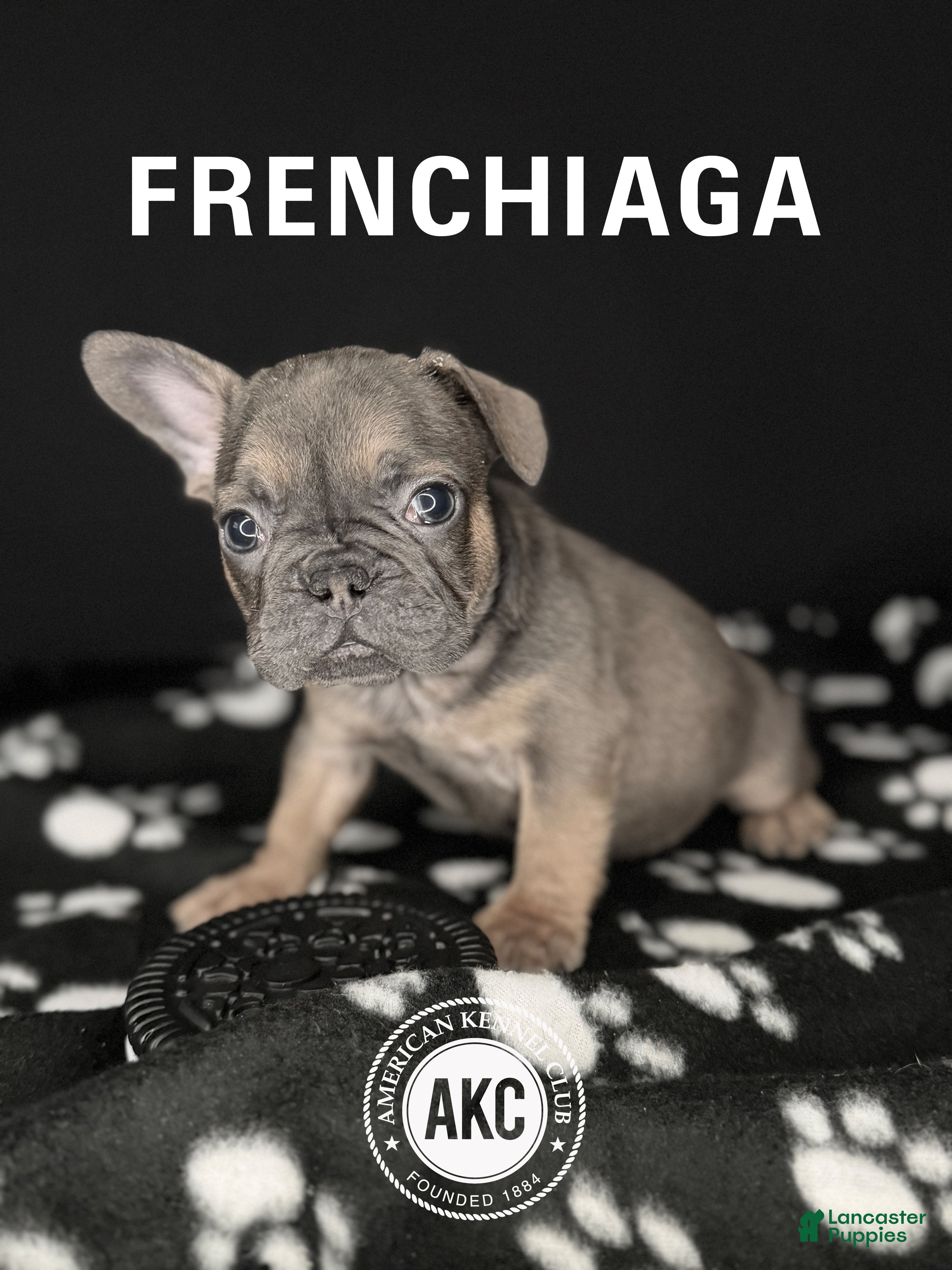 French Bulldog dogs COCO 🩷 - Ad 1