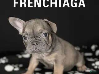 French Bulldog dogs for sale: COCO 🩷 - Ad 3