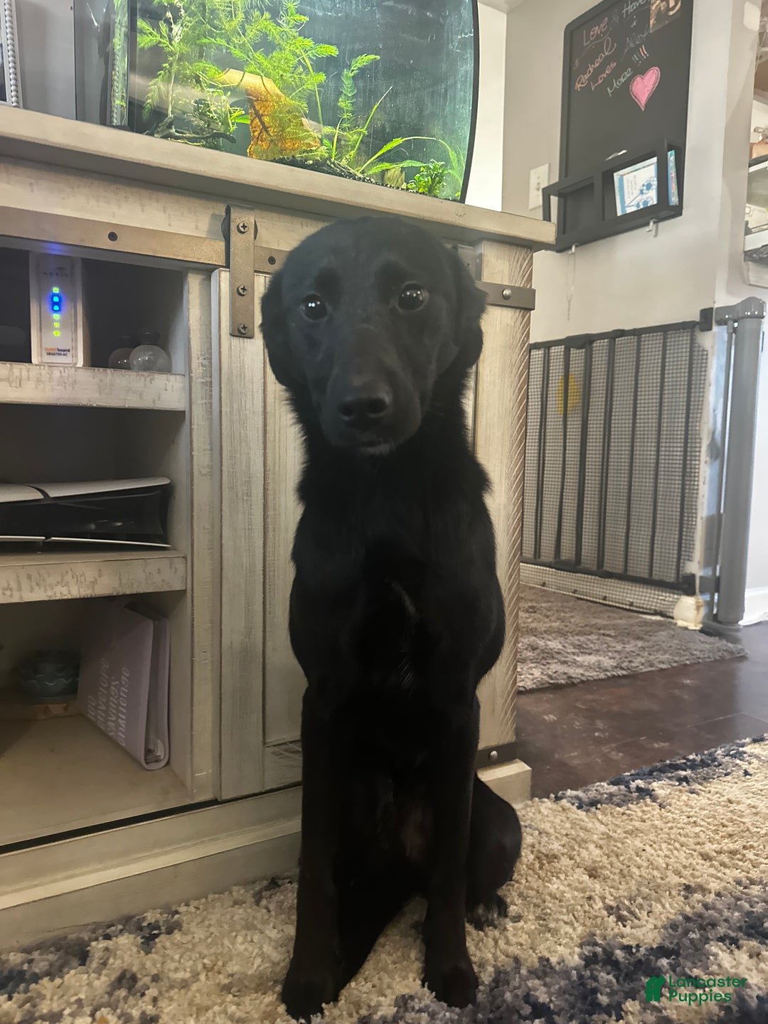 Mixed Breed dogs for sale: Mixed Breed Puppy 1 - Ad 1