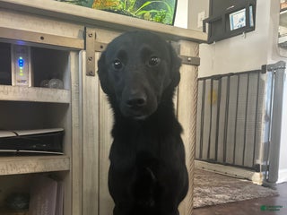 Mixed Breed dogs Mixed Breed Puppy 1 - Ad 37