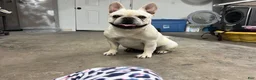 French Bulldog dogs for sale: Pops - Ad 5