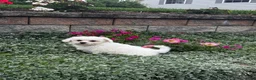 Teddy Bear dogs for sale: June  - Ad 3