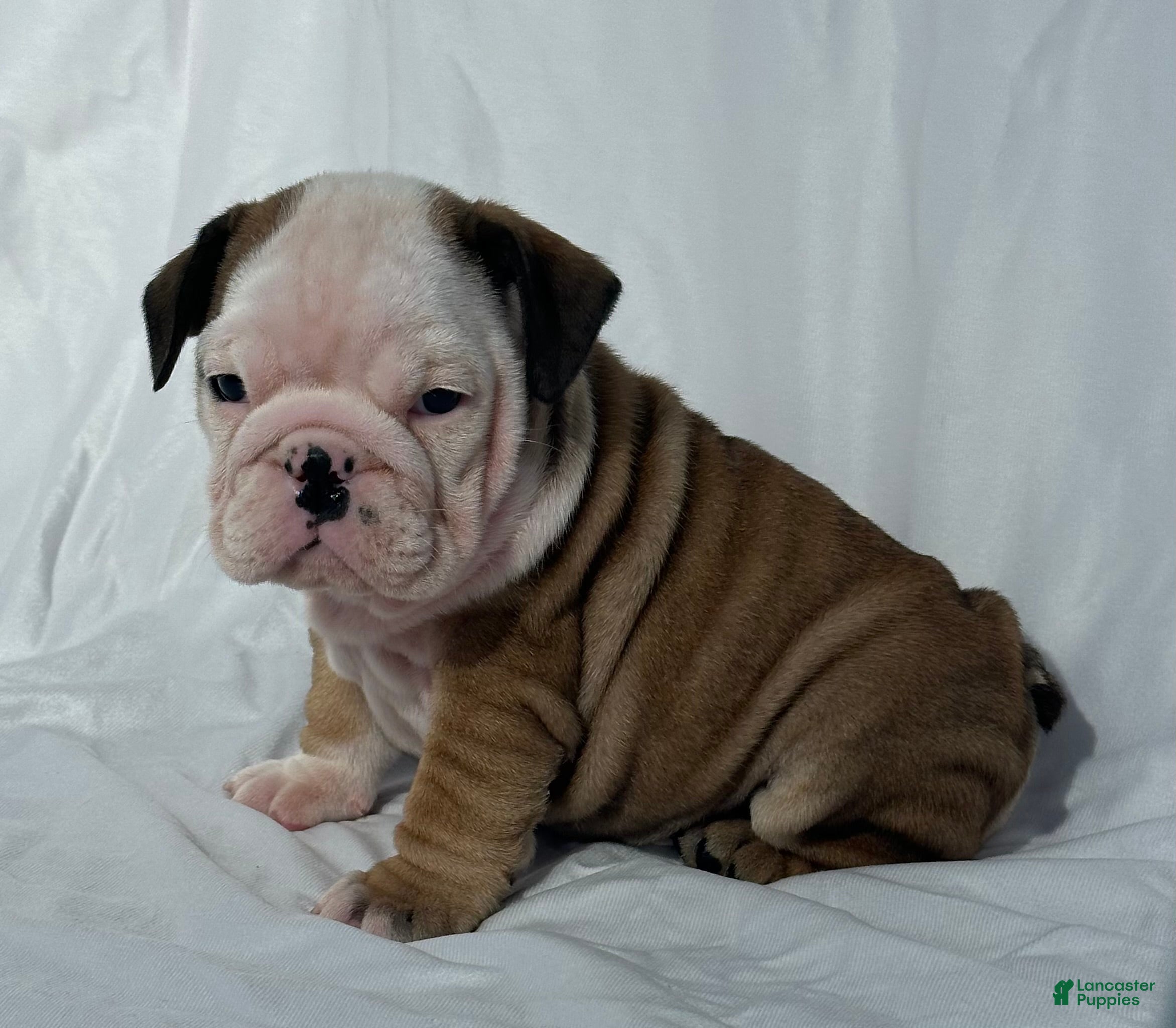 English Bulldog dogs Casey - Ad 27