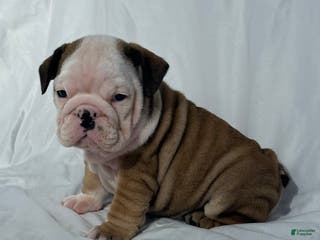 English Bulldog dogs Casey - Ad 27