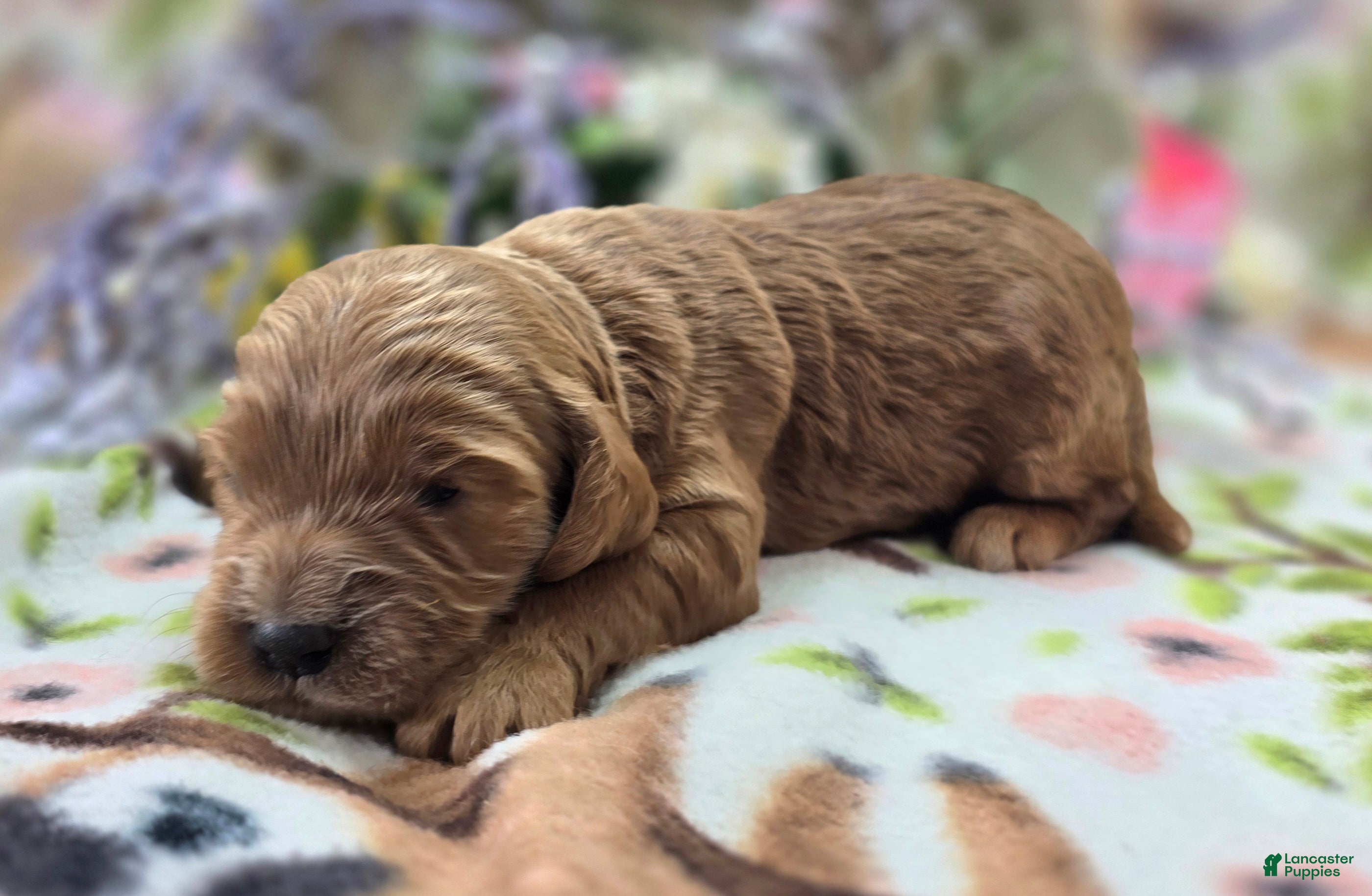 Cockapoo dogs Cerulean - Ad 6