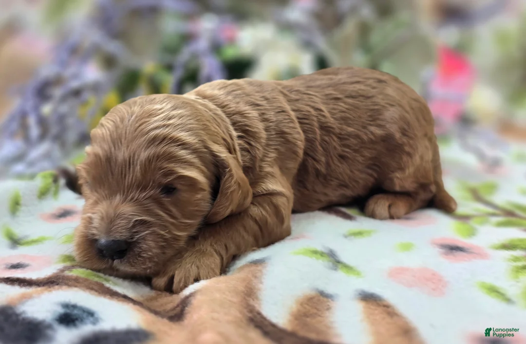 Cockapoo dogs for sale: Cerulean - Ad 1