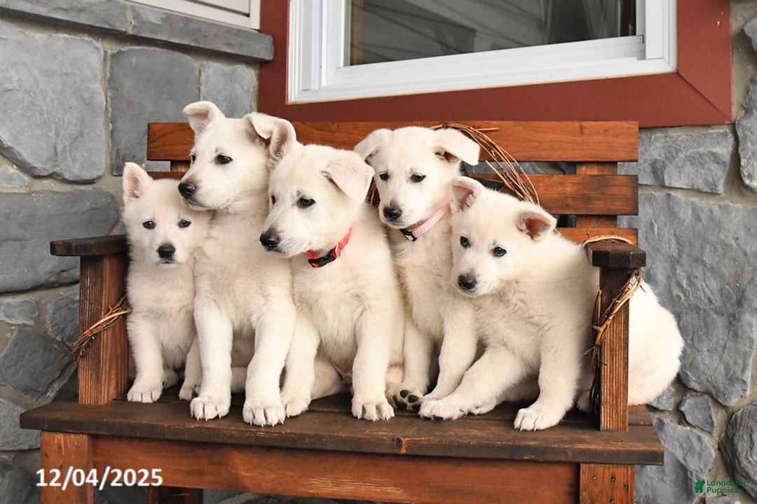 German Shepherd dogs for sale: Milo - Ad 2