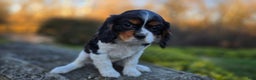 Cavalier King Charles Spaniel dogs for sale: Vivian - Ad 4
