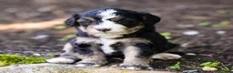 Bernedoodle dogs for sale: Crew Bernedoodle Puppy  - Ad 1