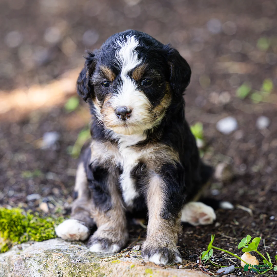 Bernedoodle dogs for sale: Crew Bernedoodle Puppy  - Ad 1