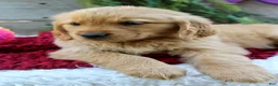 Golden Retriever dogs for sale: Amber - Ad 1