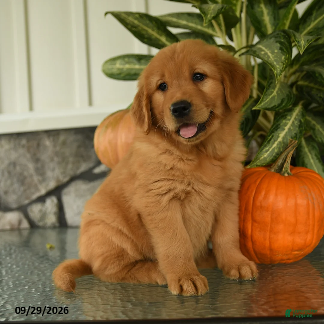 Labrador Retriever dogs for sale: Feona - Ad 1