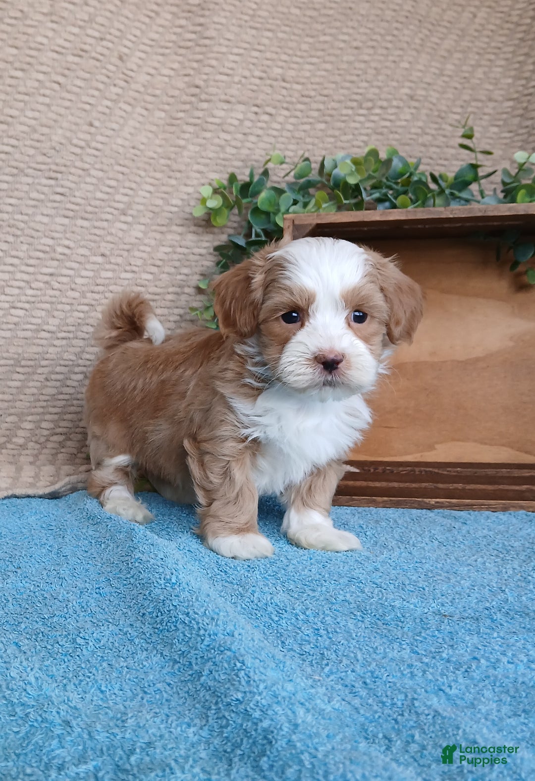 Havanese dogs for sale: Marsh  - Ad 3