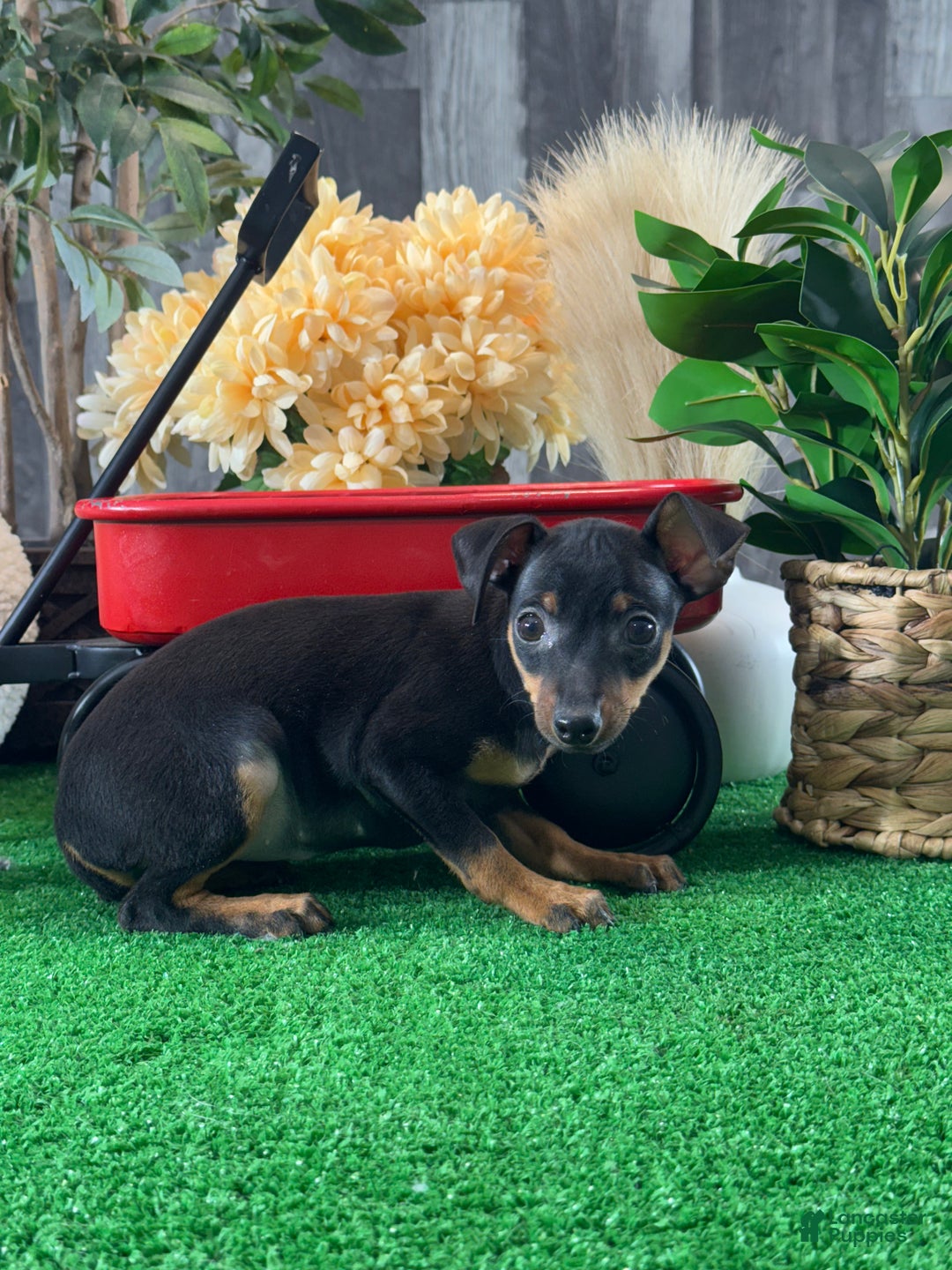 Miniature Pinscher dogs for sale: Quara - Ad 2