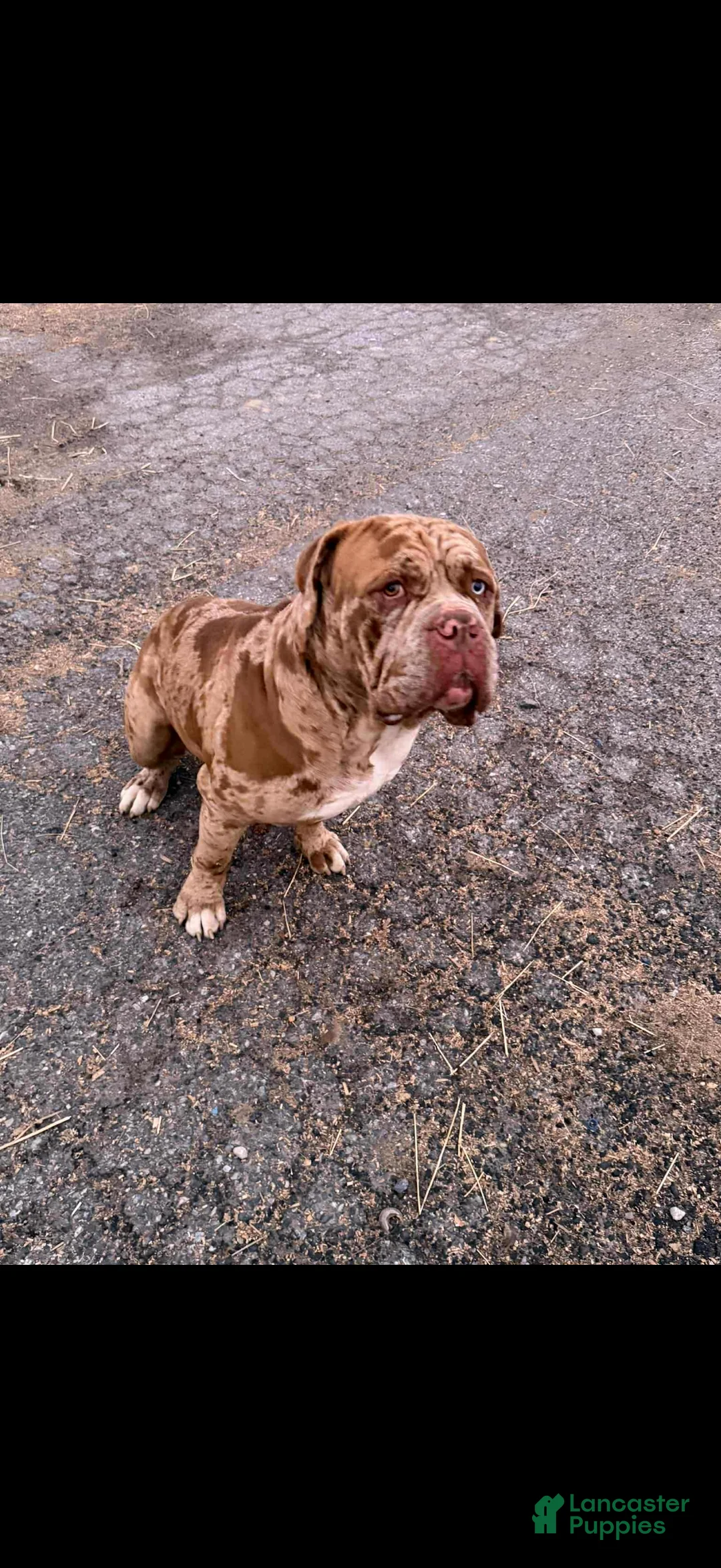 English Mastiff dogs for sale: English Mastiff Puppy 1 - Ad 16