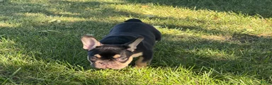 French Bulldog 1