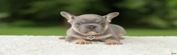 French Bulldog dogs for sale: Dallas - Ad 8