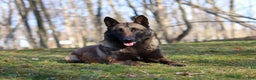 Belgian Malinois dogs for sale: Halo - Ad 17