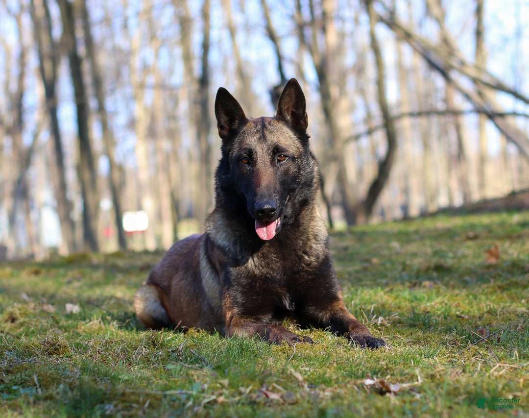 Belgian Malinois dogs for sale: Halo - Ad 17