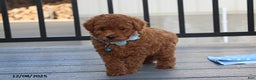 Bichpoo dogs for sale: Dakota - Ad 3