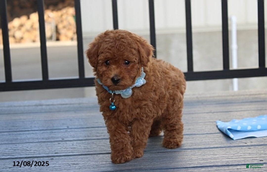 Bichpoo dogs for sale: Dakota - Ad 3