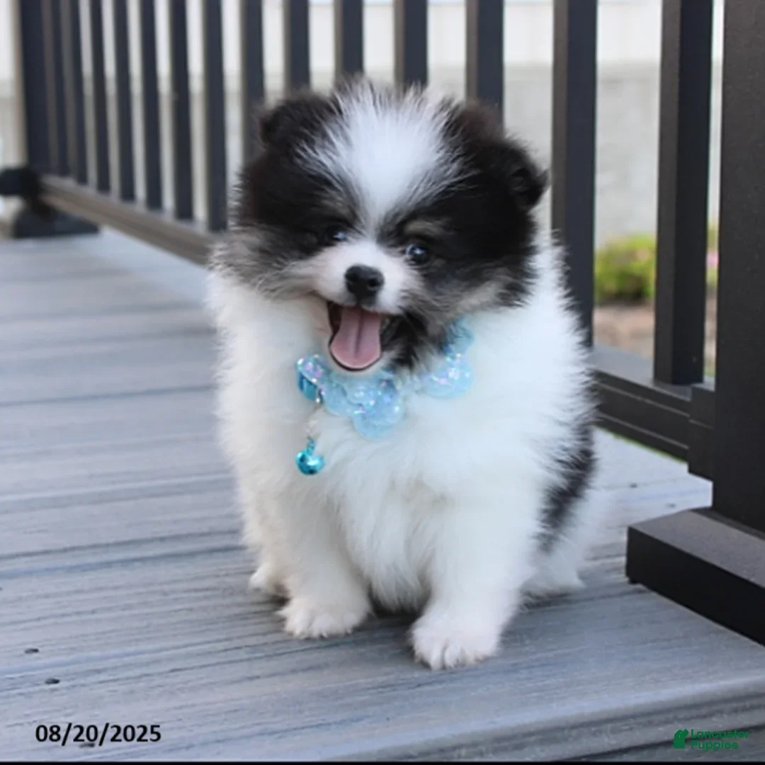 Pomeranian dogs for sale: Karter - Ad 25