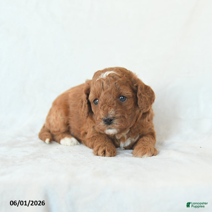 Cavapoo dogs Harper - Ad 2