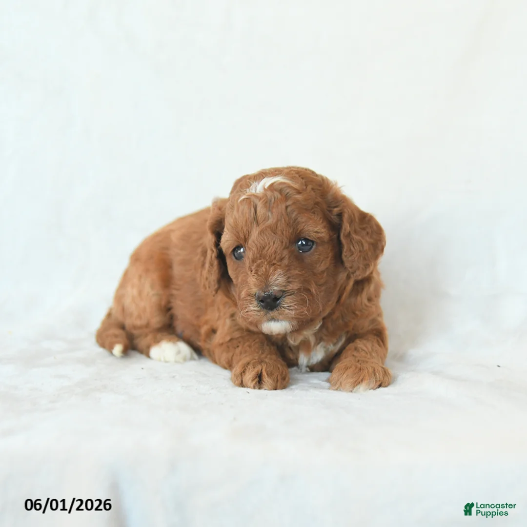 Cavapoo dogs for sale: Harper - Ad 2