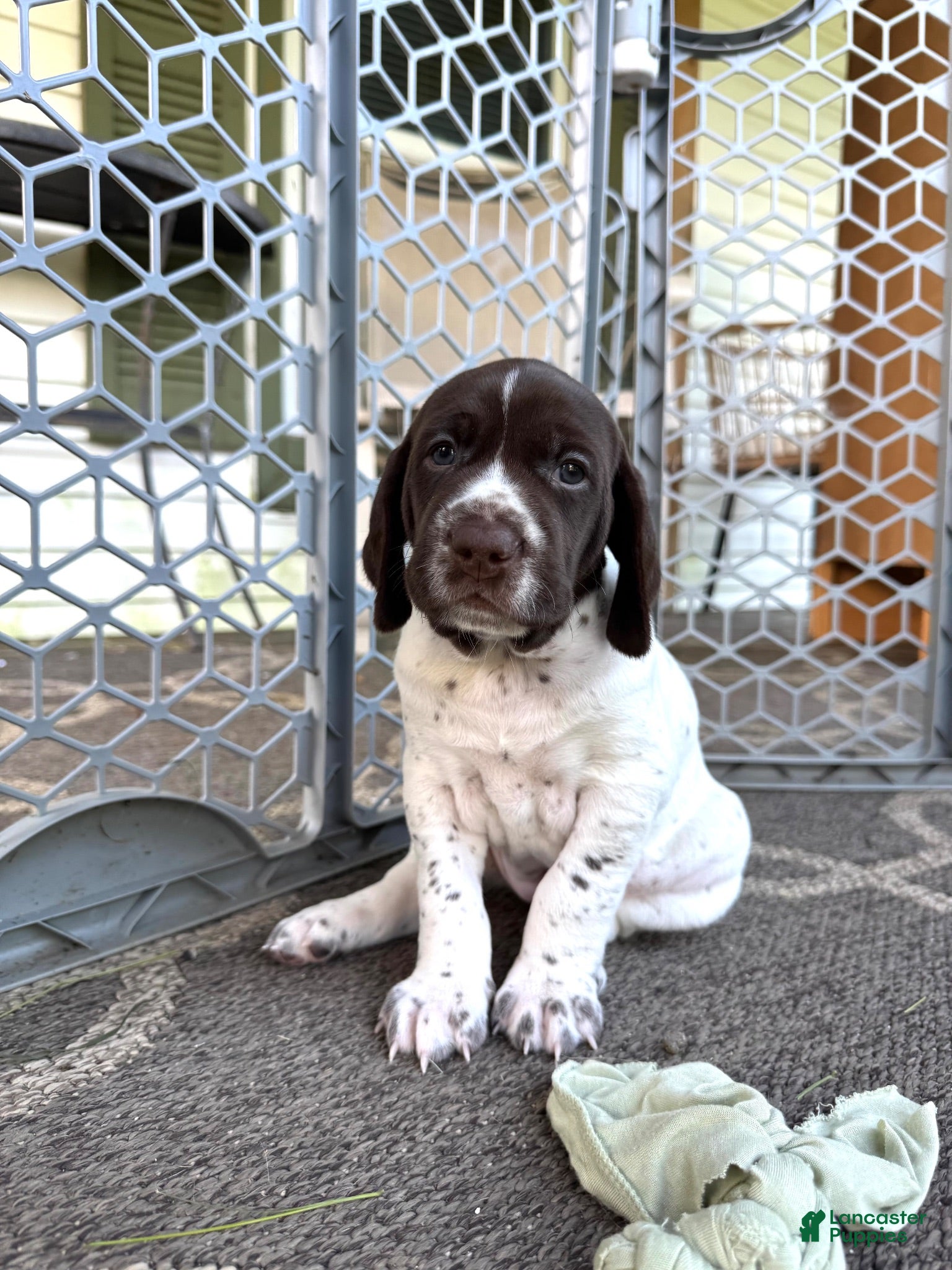 German Shorthaired Pointer dogs Julie - Ad 1