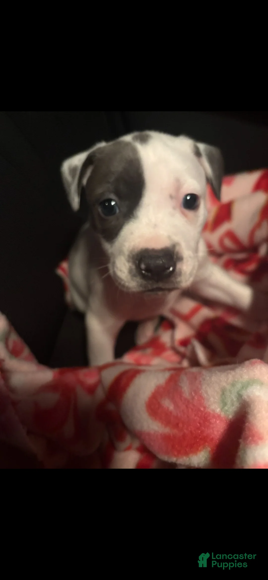 American Pit Bull Terrier dogs for sale: American Pit Bull Terrier 1 - Ad 5
