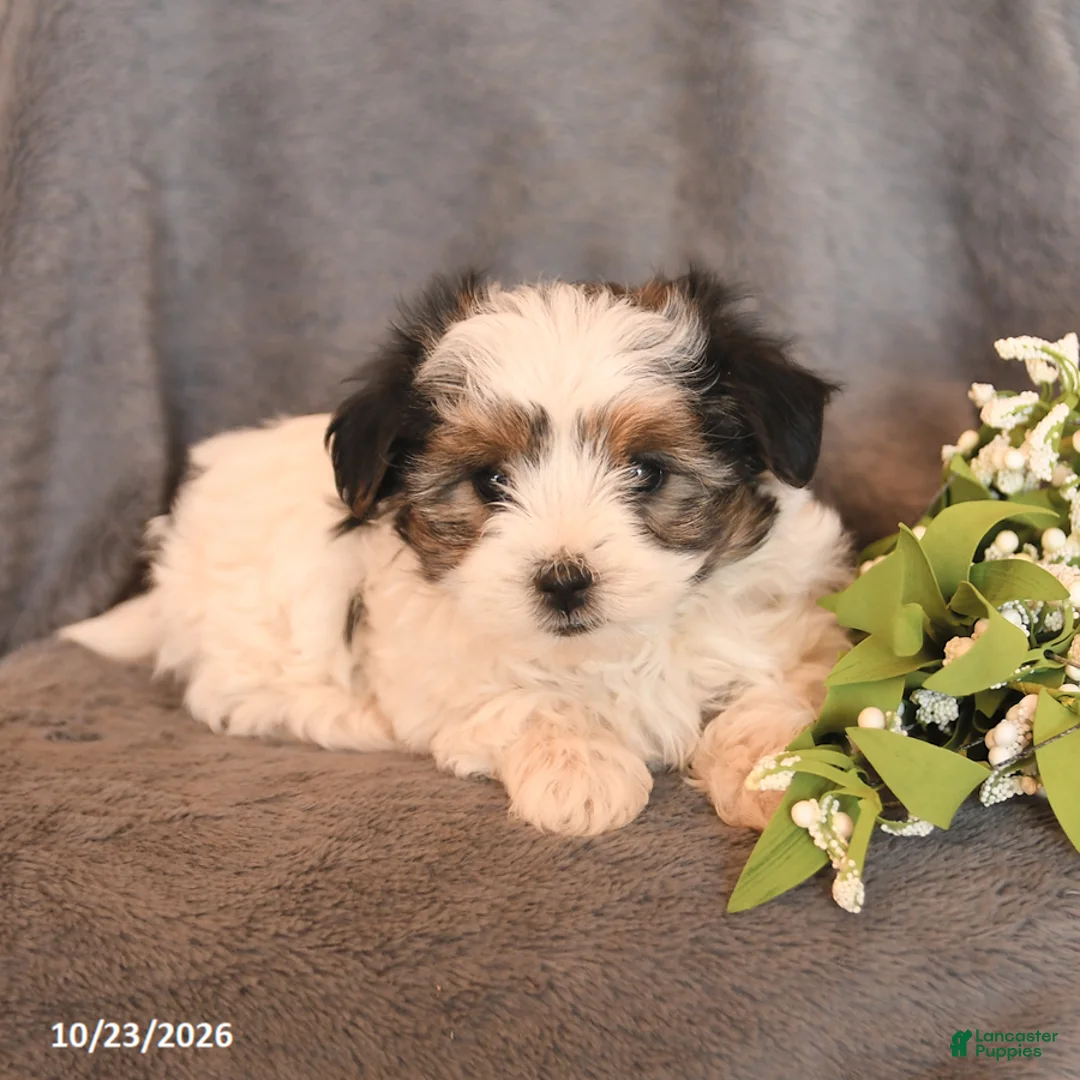 Morkie dogs for sale: Sasha - Ad 2