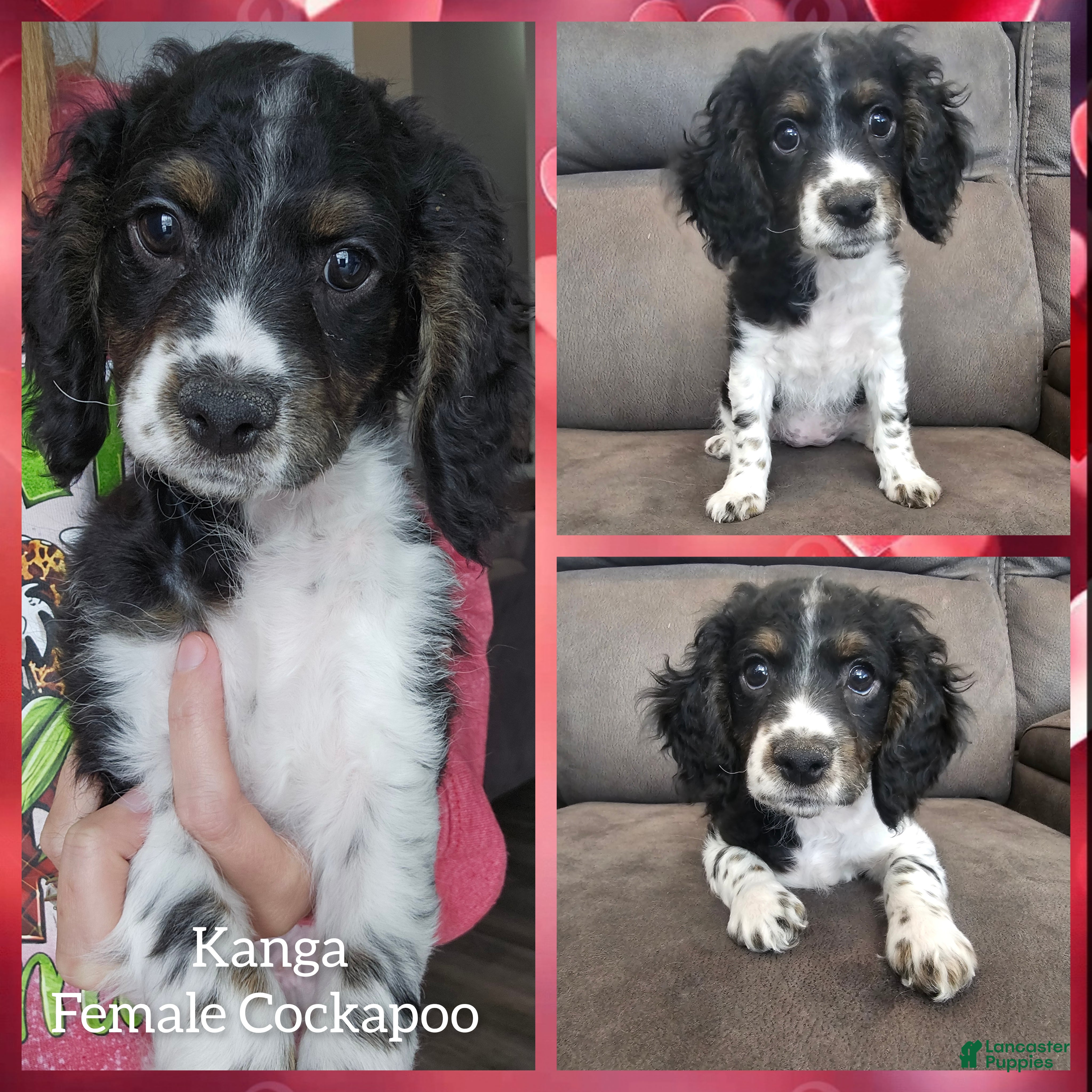 Cockapoo dogs Kanga - Ad 1