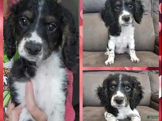 Cockapoo dogs Kanga - Ad 1