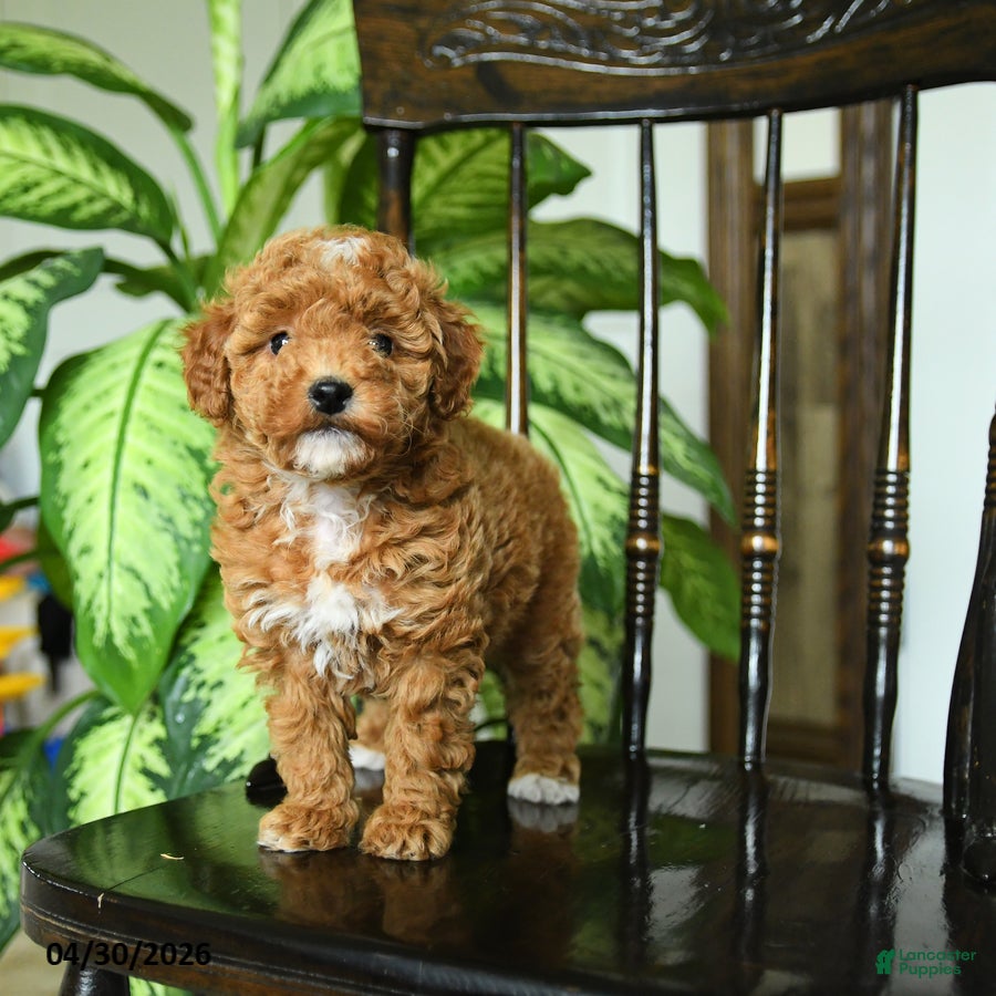 Miniature Poodle dogs for sale: Eve - Ad 2