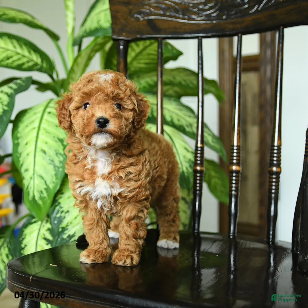 Miniature Poodle dogs for sale: Eve - Ad 1