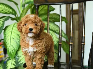 Miniature Poodle dogs for sale: Eve - Ad 2
