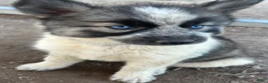 Siberian Husky 4