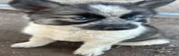 Siberian Husky dogs for sale: Siberian Husky 4 - Ad 1