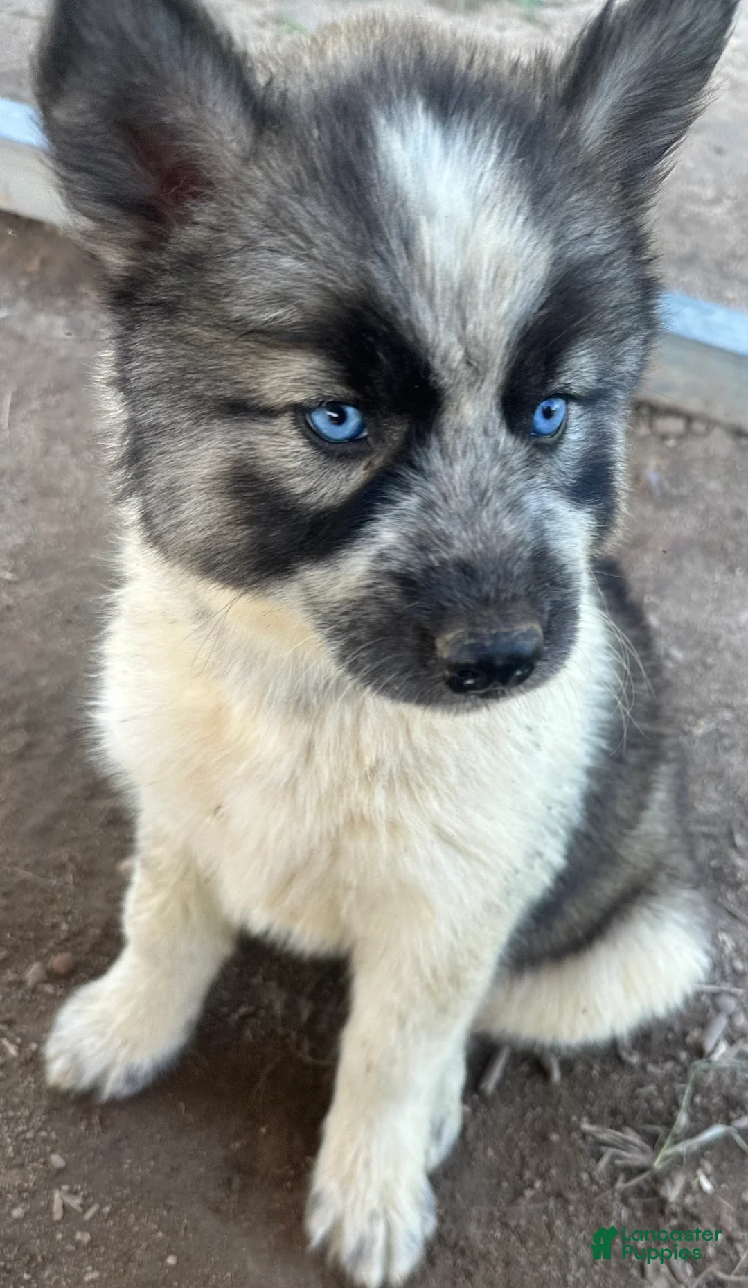 Siberian Husky dogs for sale: Siberian Husky 4 - Ad 1