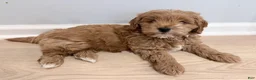 Mini Goldendoodle dogs for sale: Ollie (Petite Goldendoodle) - Ad 3