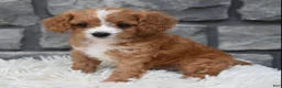 Cavapoo dogs for sale: Remi - Ad 4