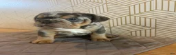 English Bulldog dogs for sale: Mable - Ad 6