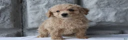 Bichpoo dogs for sale: Bonnie - Ad 10