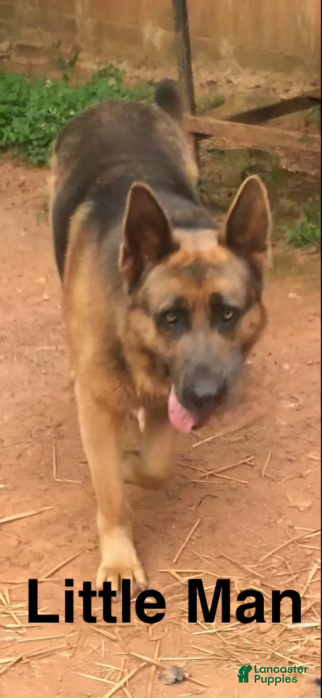 German Shepherd dogs for sale: Blue Boy - Ad 20