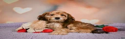 Cavapoo dogs for sale: Penny - Ad 4